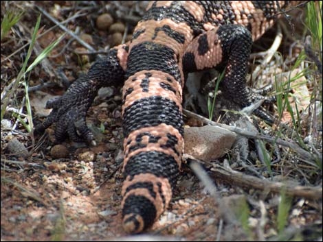 Gila Monster (Heloderma suspectus)