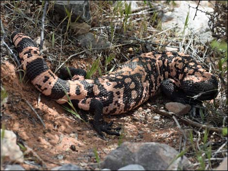 Gila Monster (Heloderma suspectus)