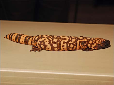 Gila Monster (Heloderma suspectus)