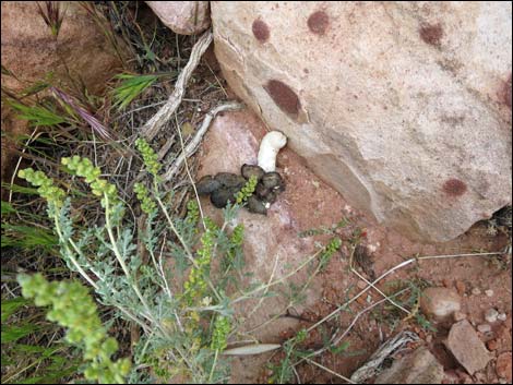 Gila Monster (Heloderma suspectus)