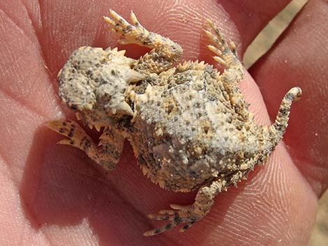 horned lizard