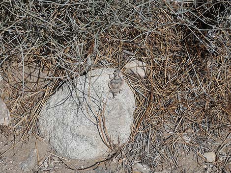 Northern Desert Horned Lizard (Phrynosoma platyrhinos platyrhinos)