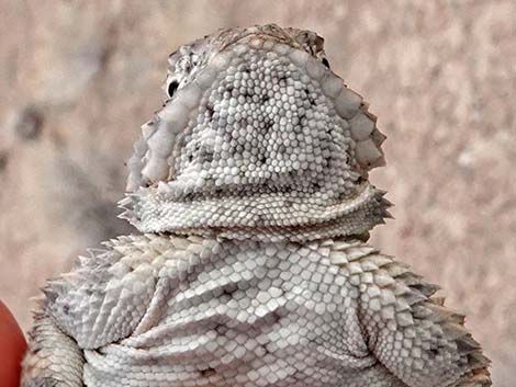 Northern Desert Horned Lizard (Phrynosoma platyrhinos platyrhinos)