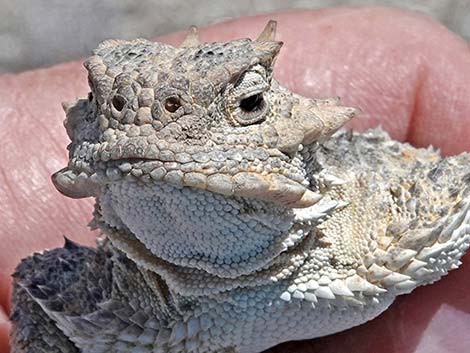 Northern Desert Horned Lizard (Phrynosoma platyrhinos platyrhinos)