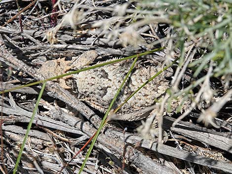 Northern Desert Horned Lizard (Phrynosoma platyrhinos platyrhinos)