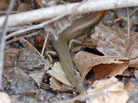 Western Red-tailed Skink (Plestiodon gilberti rubricaudatus)