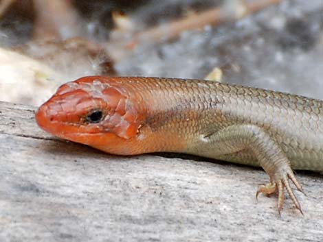 Western Red-tailed Skink (Plestiodon gilberti rubricaudatus)