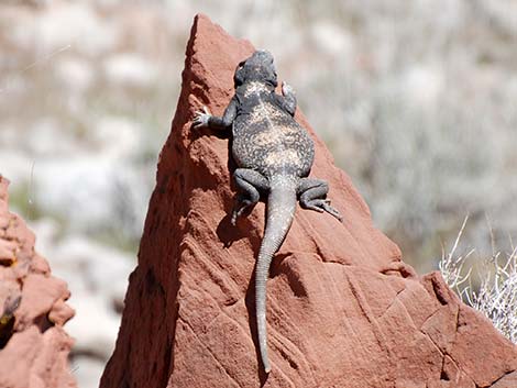 Common Chuckwalla (Sauromalus ater)