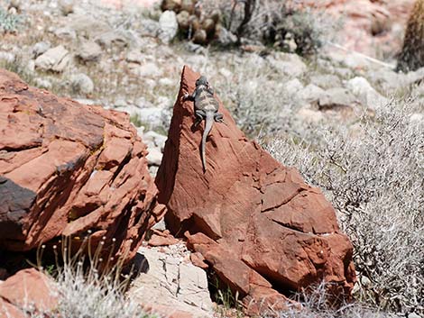 Common Chuckwalla (Sauromalus ater)