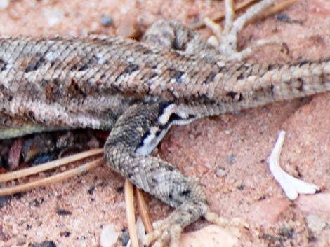 Sagebrush Lizard (Sceloporus graciosus)