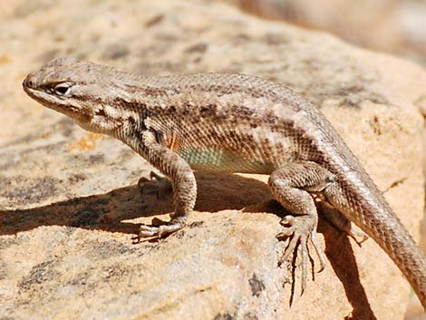 Sagebrush Lizard (Sceloporus graciosus)