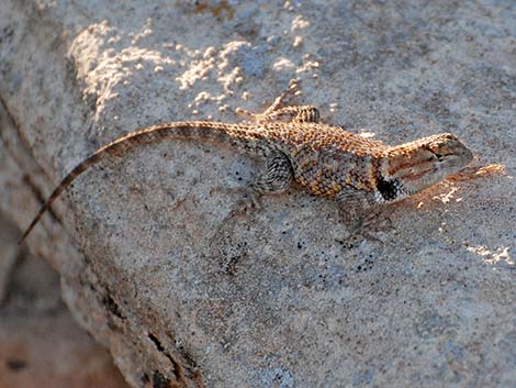 Orange-headed Spiny Lizard (Sceloporus magister cephaloflavus)