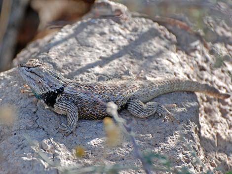 Purple-backed Spiny Lizard (Sceloporus magister magister)