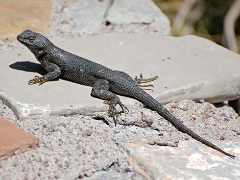 Great Basin Fence Lizard (Sceloporus occidentalis)