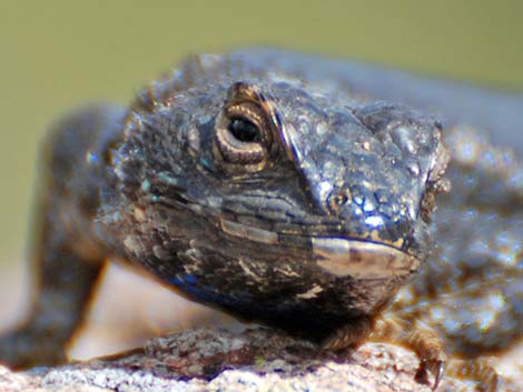 Great Basin Fence Lizard (Sceloporus occidentalis longipes)