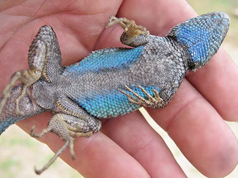 Great Basin Fence Lizard (Sceloporus occidentalis)