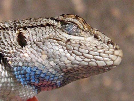 Great Basin Fence Lizard (Sceloporus occidentalis)