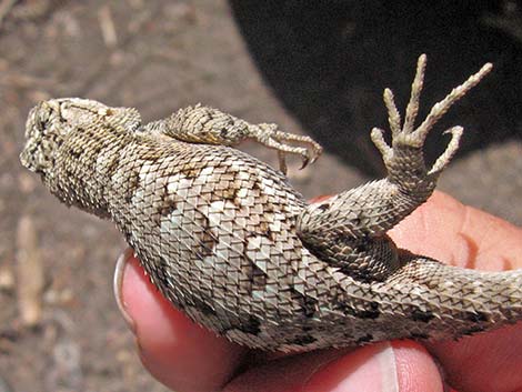 Great Basin Fence Lizard (Sceloporus occidentalis)