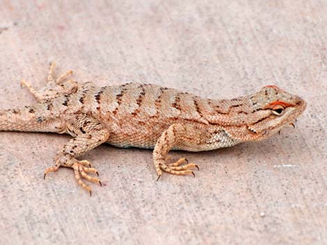 Plateau Fence Lizard (Sceloporus tristichus)