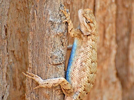 Plateau Fence Lizard (Sceloporus tristichus)