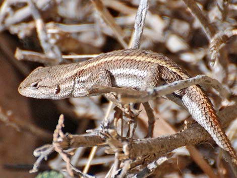 Plateau Fence Lizard (Sceloporus tristichus)