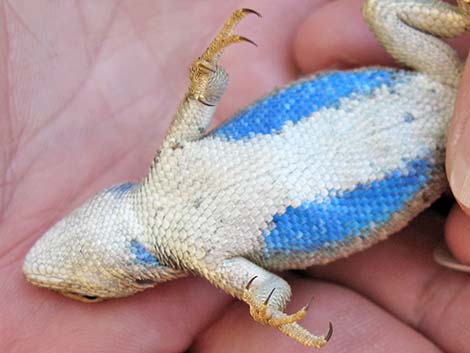 Plateau Fence Lizard (Sceloporus tristichus)