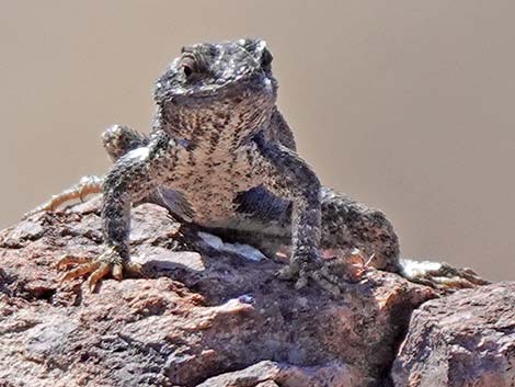 Plateau Fence Lizard (Sceloporus tristichus)