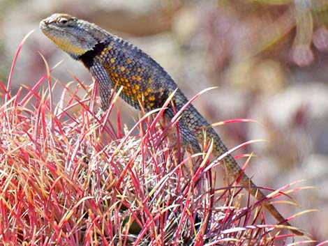 Yellow-backed Spiny Lizard (Sceloporus uniformis)