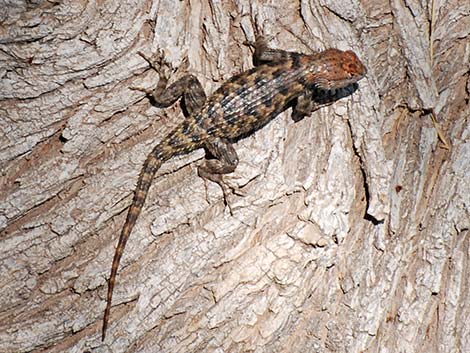 Yellow-backed Spiny Lizard (Sceloporus uniformis)