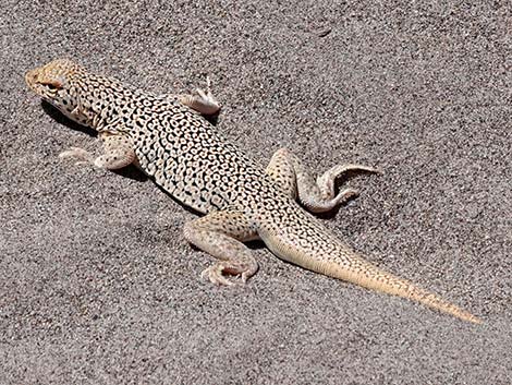 Mojave Fringe-toed Lizard (Uma scoparia)