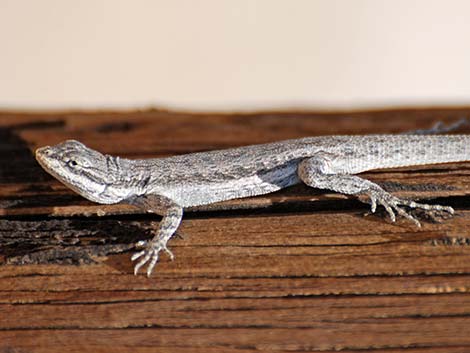 Long-tailed Brush Lizard (Urosaurus graciosus)