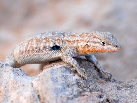 Common Side-blotched Lizard (Uta stansburiana)