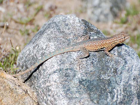 Side-blotched Lizard (Uta stansburiana)