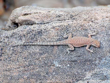 Common Side-blotched Lizard (Uta stansburiana)