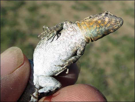 Common Side-blotched Lizard (Uta stansburiana)