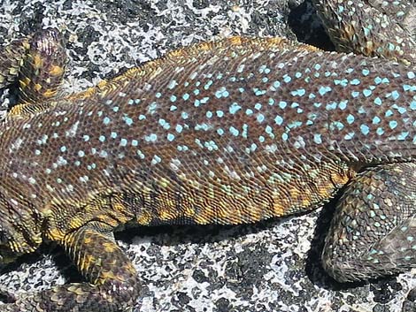 Common Side-blotched Lizard (Uta stansburiana)