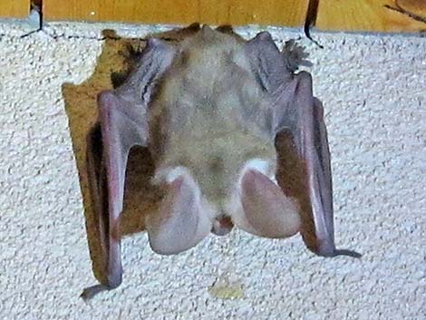 Pallid Bat (Antrozous pallidus)