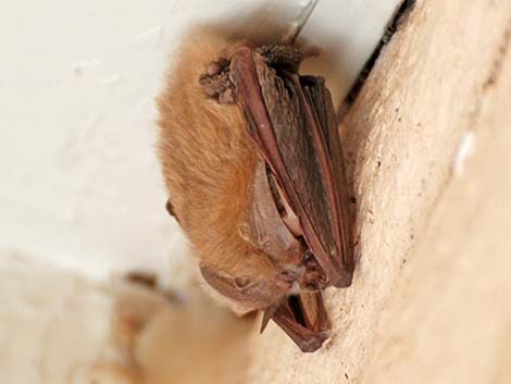 Townsend's Big-eared Bat (Corynorhinus townsendii)