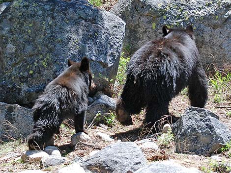 Black Bear (Ursus americanus)