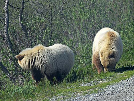 Grizzly Bear (Ursus arctos horribilis)