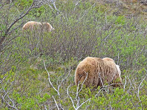 Grizzly Bear (Ursus arctos horribilis)