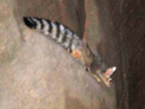 Ringtail (Bassariscus astutus)