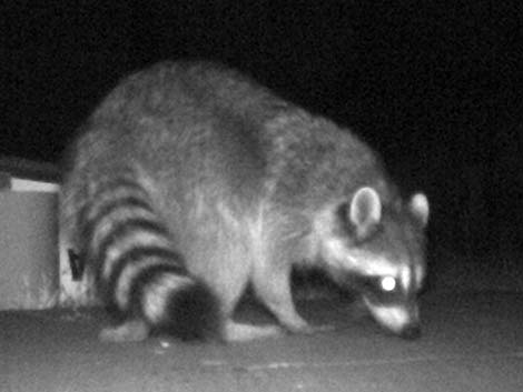 Raccoon (Procyon lotor)