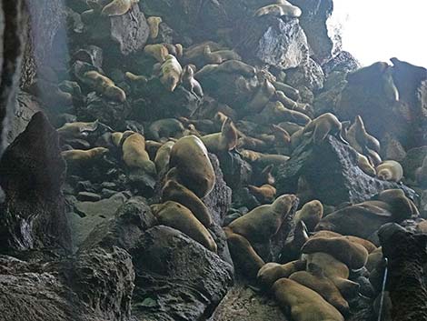 Steller Sea Lion (Eumetopias jubatus)