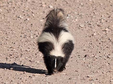 Striped Skunk (Mephitis mephitis)