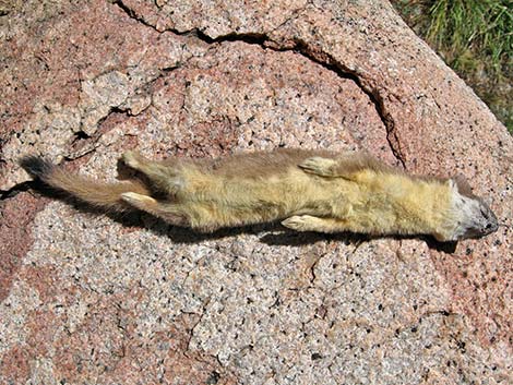 Long-tailed Weasel (Mustela frenata)