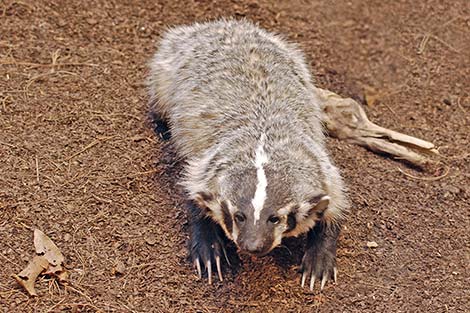 Badger (Taxidea taxus)