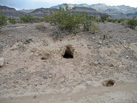 American Badger (Taxidea taxus)