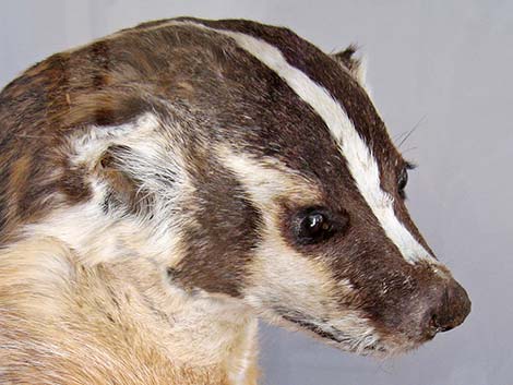 American Badger (Taxidea taxus)