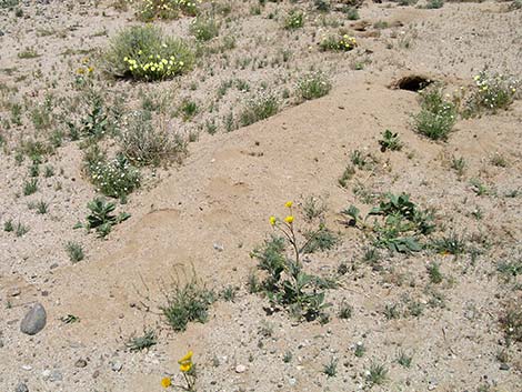 American Badger (Taxidea taxus)